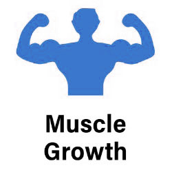 muscle-growth